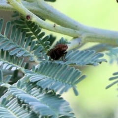 Unidentified True fly (Diptera) at Clyde Cameron Reserve - 16 Feb 2021 by Kyliegw