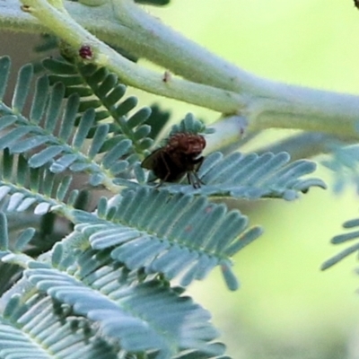 Unidentified True fly (Diptera) at Wodonga - 16 Feb 2021 by Kyliegw