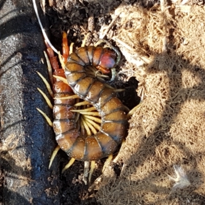 Cormocephalus aurantiipes (Orange-legged Centipede) at Holt, ACT - 16 Feb 2021 by trevorpreston