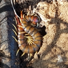 Cormocephalus aurantiipes (Orange-legged Centipede) at Holt, ACT - 16 Feb 2021 by tpreston