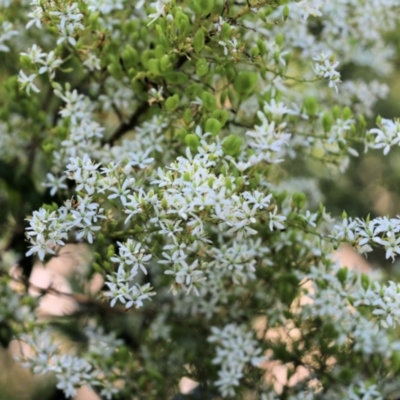 Bursaria spinosa subsp. spinosa (Blackthorn, Boxthorn) at Wodonga, VIC - 16 Feb 2021 by KylieWaldon