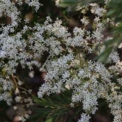 Bursaria spinosa subsp. spinosa at Wodonga, VIC - 16 Feb 2021