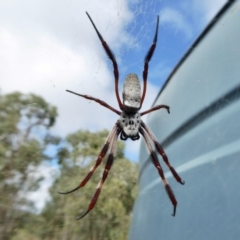 Trichonephila edulis (Golden orb weaver) at Yass River, NSW - 15 Feb 2021 by SenexRugosus