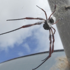 Trichonephila edulis at Yass River, NSW - 16 Feb 2021 09:53 AM