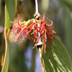 Amyema miquelii (Box Mistletoe) at Clyde Cameron Reserve - 16 Feb 2021 by Kyliegw