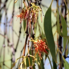 Amyema miquelii at Wodonga, VIC - 16 Feb 2021 11:25 AM