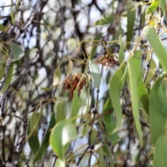 Amyema miquelii at Wodonga, VIC - 16 Feb 2021 11:25 AM