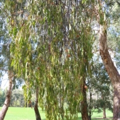 Amyema miquelii at Wodonga, VIC - 16 Feb 2021 11:25 AM