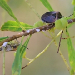 Monteithiella humeralis (Pittosporum shield bug) at Wodonga, VIC - 16 Feb 2021 by Kyliegw