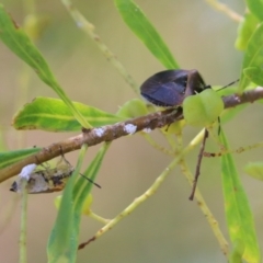 Monteithiella humeralis at Wodonga - 16 Feb 2021