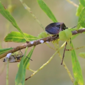 Monteithiella humeralis at Wodonga - 16 Feb 2021
