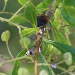 Monteithiella humeralis at Wodonga - 16 Feb 2021