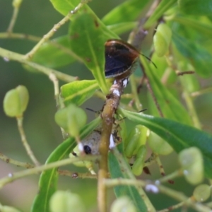 Monteithiella humeralis at Wodonga - 16 Feb 2021