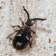 Aradellus cygnalis (An assassin bug) at Melba, ACT - 15 Feb 2021 by kasiaaus