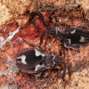 Aradellus cygnalis at Melba, ACT - 15 Feb 2021