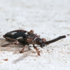 Aradellus cygnalis at Melba, ACT - 15 Feb 2021