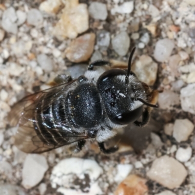 Pseudoanthidium (Immanthidium) repetitum (African carder bee, Megachild bee) at Melba, ACT - 15 Feb 2021 by kasiaaus