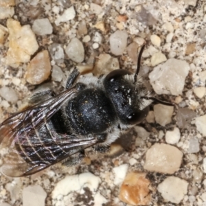 Pseudoanthidium (Immanthidium) repetitum at Melba, ACT - 15 Feb 2021