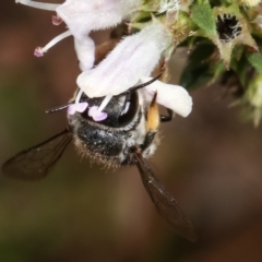 Pseudoanthidium (Immanthidium) repetitum at Melba, ACT - 15 Feb 2021