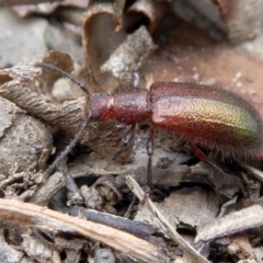 Lagriini sp. (tribe) (Unidentified lagriine darkling beetle) at Yass River, NSW - 16 Feb 2021 by SenexRugosus