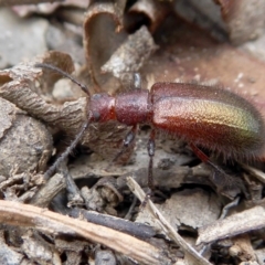 Lagriini sp. (tribe) (Unidentified lagriine darkling beetle) at Yass River, NSW - 15 Feb 2021 by SenexRugosus