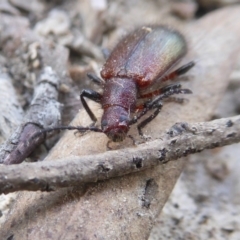 Lagriini sp. (tribe) at Yass River, NSW - 16 Feb 2021