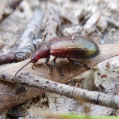 Lagriini sp. (tribe) at Yass River, NSW - 16 Feb 2021