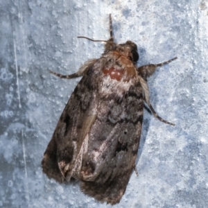 Thoracolopha verecunda at Melba, ACT - 15 Feb 2021 10:46 PM