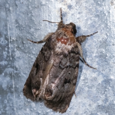 Thoracolopha verecunda (A Noctuid moth (Acronictinae)) at Melba, ACT - 15 Feb 2021 by kasiaaus