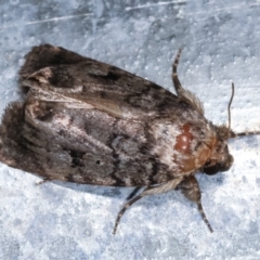 Thoracolopha verecunda at Melba, ACT - 15 Feb 2021