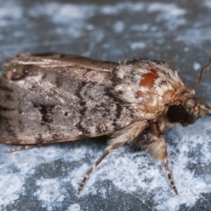 Thoracolopha verecunda at Melba, ACT - 15 Feb 2021