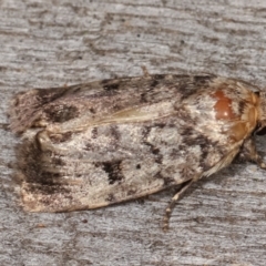 Thoracolopha verecunda at Melba, ACT - 15 Feb 2021