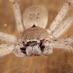 Isopeda (genus) (Huntsman Spider) at Melba, ACT - 15 Feb 2021 by kasiaaus