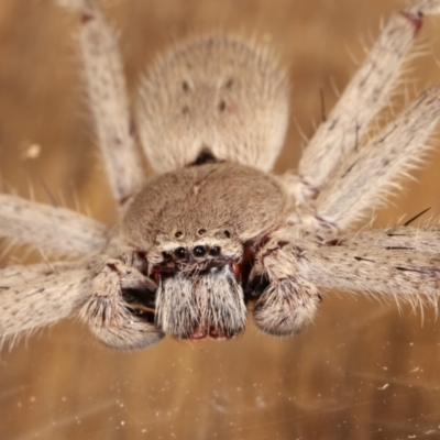 Isopeda (genus) (Huntsman Spider) at Melba, ACT - 15 Feb 2021 by kasiaaus