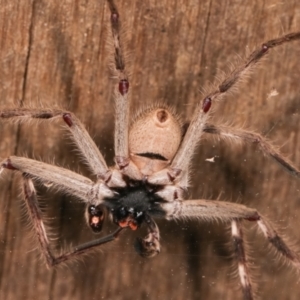 Isopeda sp. (genus) at Melba, ACT - 15 Feb 2021