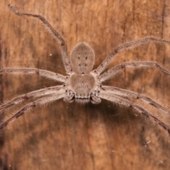 Isopeda sp. (genus) at Melba, ACT - 15 Feb 2021