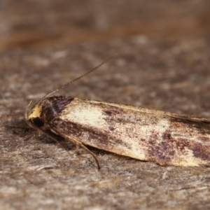 Palimmeces leucopelta at Melba, ACT - 15 Feb 2021 11:49 PM