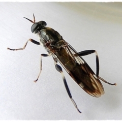 Exaireta spinigera (Garden Soldier Fly) at Crooked Corner, NSW - 16 Feb 2021 by Milly