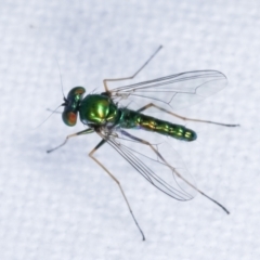 Dolichopodidae (family) (Unidentified Long-legged fly) at Melba, ACT - 16 Feb 2021 by kasiaaus