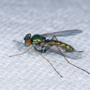 Dolichopodidae (family) at Melba, ACT - 16 Feb 2021