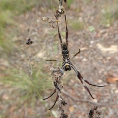 Trichonephila edulis (Golden orb weaver) at Yass River, NSW - 16 Feb 2021 by SenexRugosus