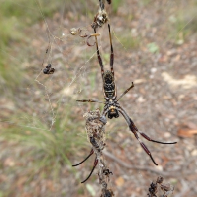 Trichonephila edulis (Golden orb weaver) at Rugosa - 15 Feb 2021 by SenexRugosus