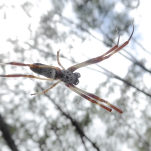 Trichonephila edulis at Yass River, NSW - 16 Feb 2021 10:42 AM