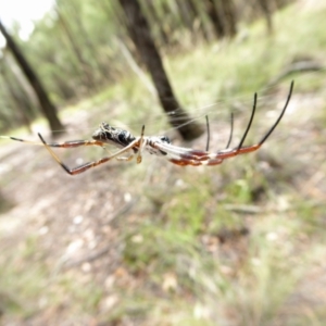 Trichonephila edulis at Yass River, NSW - 16 Feb 2021 10:42 AM