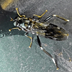 Exaireta spinigera (Garden Soldier Fly) at Crooked Corner, NSW - 12 Apr 2018 by Milly