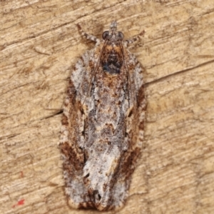 Thrincophora inconcisana at Melba, ACT - 16 Feb 2021 12:09 AM