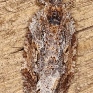 Thrincophora inconcisana at Melba, ACT - 16 Feb 2021 12:09 AM