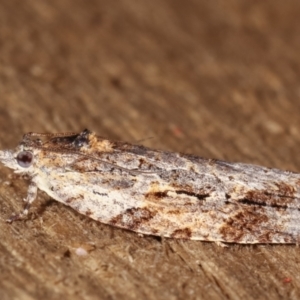 Thrincophora inconcisana at Melba, ACT - 16 Feb 2021