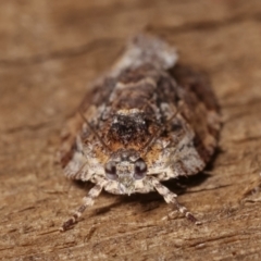 Thrincophora inconcisana at Melba, ACT - 16 Feb 2021 12:09 AM