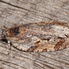 Thrincophora inconcisana at Melba, ACT - 16 Feb 2021